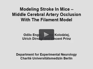 Stroke model in mice.