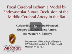 Stroke model in rats.