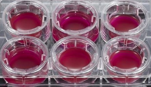 Cell and Tissue Culture